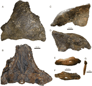 Ankylosaurus skull CMN 8880
