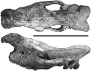 Ceratotherium-mauritanicum-GDR-crane-en-vues-laterale-et-superieure-Echelle-50-cm
