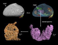Myanmarcypris-hui-sperm
