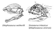 Sinosaurus vs dilophosaurus