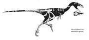 Stenonychosaurus skeleton