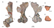Argodicynodon forelimb