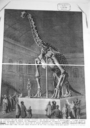 Brachiosaurus brancai in Berlin, 1937