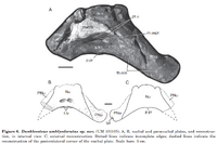 Фрагменты Dunkleosteus amblyodoratus. Источник