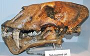 Homotherium serum skull Cincinnati Museum