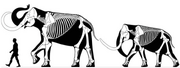 M. primigenius modified