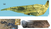 Ichthyosaur Guizhouichthyosaurus tangae 8a-complete skeleton with 5.385 m long, HolotypeTR00001, 8c-An incomplete skeleton with 210cm long, TR00041.