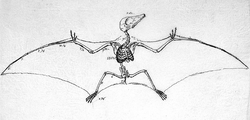 Pterodactylus antiquus soemmerring (P. brevirostris) , 1817 г.