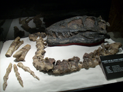 Tarbosaurus skull 06