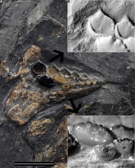 1-s2.0-S0195667120302767-gr8