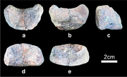 Baiyinosaurus atlas (IVPG-D021-07)