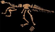 Eoabelisaurus fossil.jpg