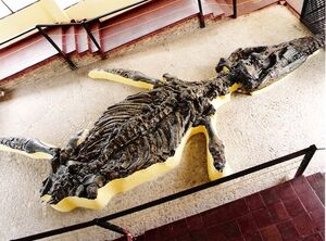 Kronosaurus boyacensis fossil (2)