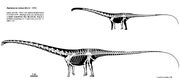 Barosaurus skeleton