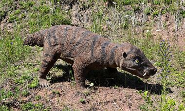 Dinosaur by roky320-d5bg5dp.jpg