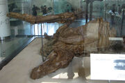 Edmontosaurus Trachodon 02