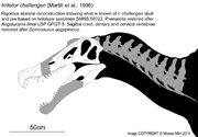 Irritator challengeri head