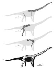 Reconstructions of the three exemplars of E. zdansky