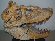 Tarbosaurus skull 10