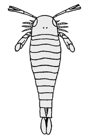 Эреттоптер3