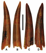 Aidachar-paludalis-isolated-tooth-crowns-ZIN-PC-38-58-A-B-and-39-58-C-D-in-two