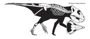 Archaeoceratops skeleton