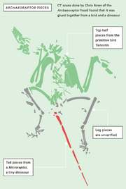 Archaeoraptor liaoningensis KT