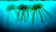 Depositphotos 80858370-stock-photo-graptolites-floating.jpg