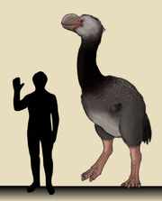Dromornis murrayi by dinu1999 d9uyvn0-414w-2x