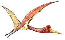 Quetzalcoatlus07
