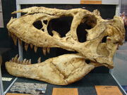 Tarbosaurus skull 02