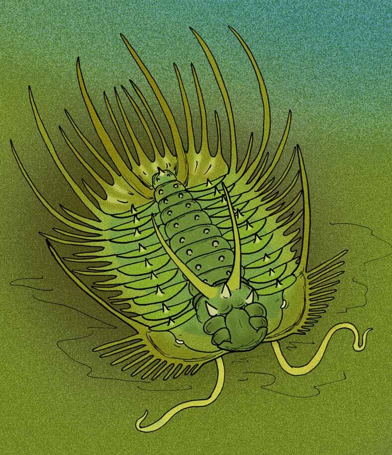 Odontopleura ovata.jpg