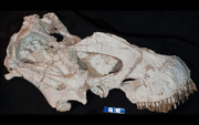 Tapuiasaurus skull-01.png