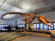 Basilosaurus isis fossil, Nantes History Museum 03