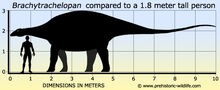 Brachytrachelopan-size