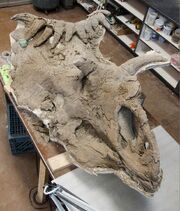 Kosmoceratops skull 02.jpg