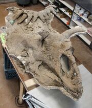 Kosmoceratops skull 02