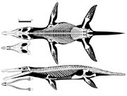 Kronosaurus-skeleton