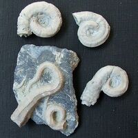 Известковые трубки кольчатых червей Serpula sp. Hauterivien