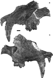 Lokotunjailurus-fanonei-nsp-Skull-TM-265-09-01-a-in-lateral-view-b-in-medial
