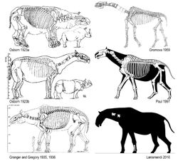 Paraceratherium skeletal reconstructions