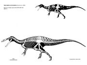 Suchomimus skeleton