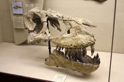 Tarbosaurus skull 05