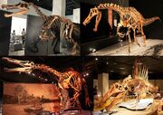 1024px-Spinosauridae Diversity