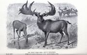 Extinct monsters BHL20699843