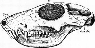 Sesamodon.jpg
