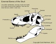 Skull bones