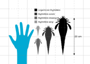 Хьюджмиллерия2