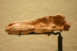 1024px-Saurornithoides mongoliensis