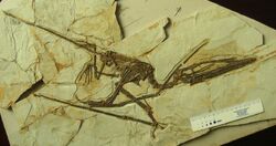 Darwinopterus robustodens